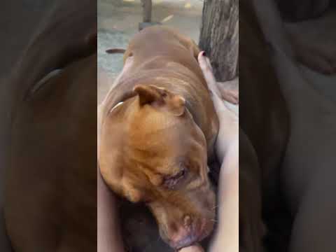 37  กินไม่ได้แม่อย่าพึ่งเล่นสิ55 #คนรักหมา #ทาสหมา #pets #postviralシ #สัตว์เลี้ยงน่ารัก