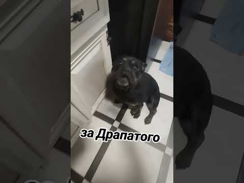 Який розумний собака💯🦮🇺🇦