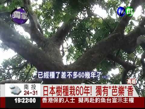 比正常大2倍! 芭樂龍眼甜又香