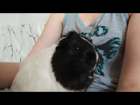 Cute Guinea pig Mikado （⌒▽⌒ゞ