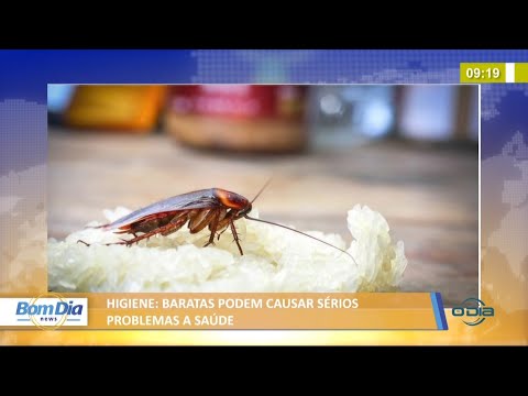 Baratas podem causar sérios problemas í  saúde 16 06 2021