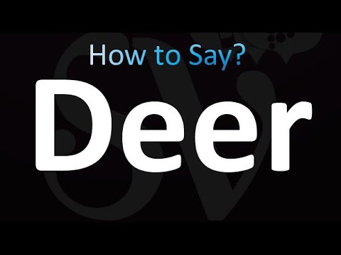 How to Pronounce Deer (Correctly!)