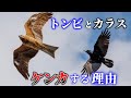 【ゆっくり解説】トンビとカラスはなぜケンカするのか