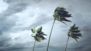 Palm Trees On Wind