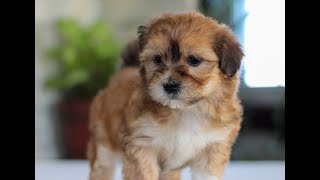 Video preview image #1 Havanese Puppy For Sale in EAST EARL, PA, USA