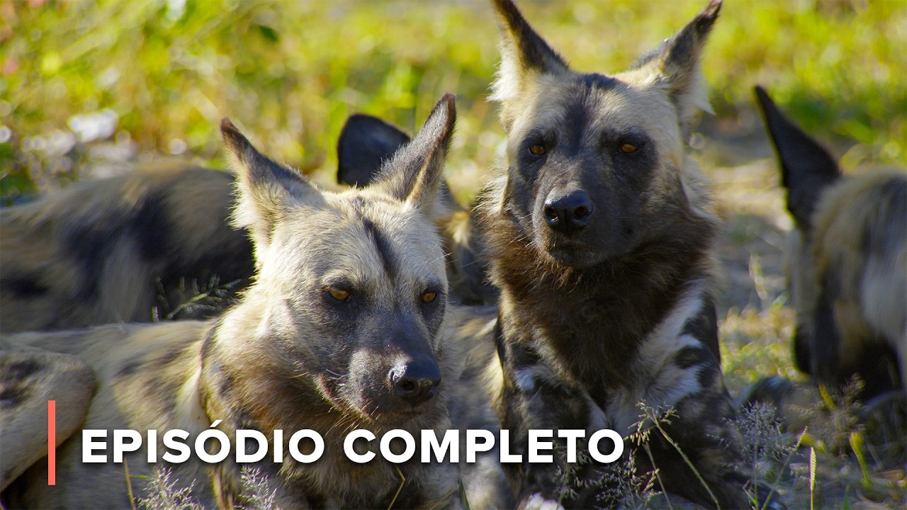 Sobrevivência no pântano: Herbívoros e caçadores do Okavango | África: Horizontes Selvagens 103