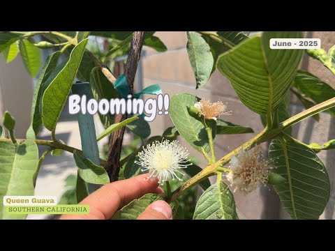 Guave – Blütezeit – Saison 2025