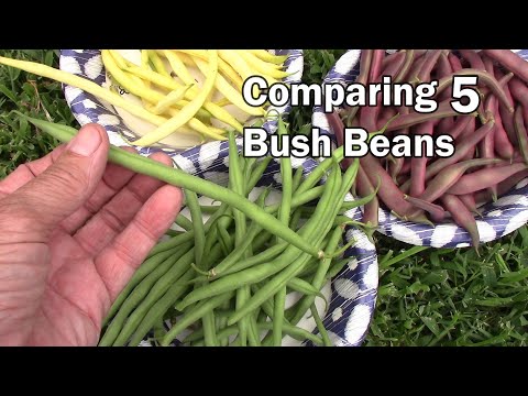 Explosive Ember Pepper Growing From Seedling Through The Summer