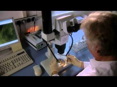 Die Germanen   Barbaren gegen Rom Doku über die Germanen Teil 3