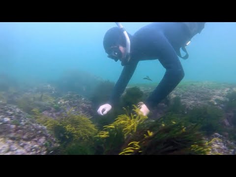 EL CHEF DEL MAR: Camelle & Cedeira |  (ALGAS) | FULL HD