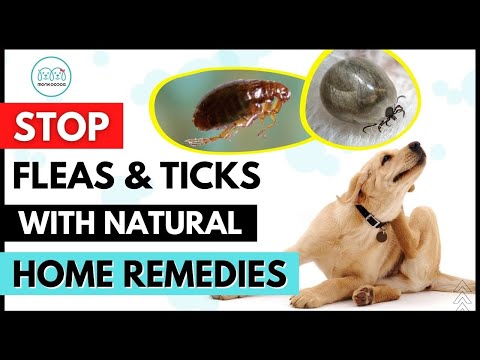 Natural Homemade Remedies to get rid of Fleas & Ticks  on your dog 🦟  🕷  INSTANTLY