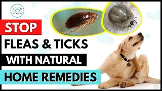 Natural Homemade Remedies to get rid of Fleas & Ticks  on your dog 🦟  🕷  INSTANTLY