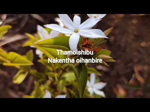 TAANTHASE || Aj Maisnam