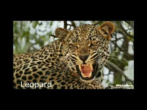 Big cat speices and sounds