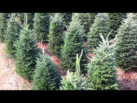 download lagu mp3 mp4 How To Trim A Fraser Fir, download lagu How To Trim A Fraser Fir gratis, unduh video klip How To Trim A Fraser Fir