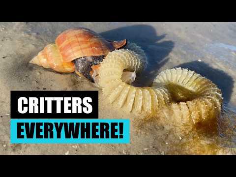 Visit the beach like a local. I'll tell you all about our beach critters!