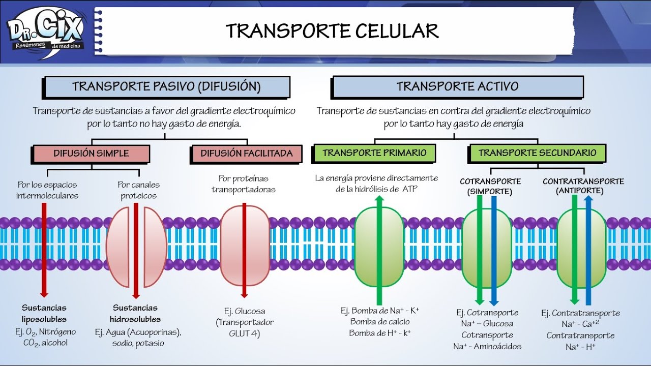 TRANSPORTE CELULAR || Biología molecular