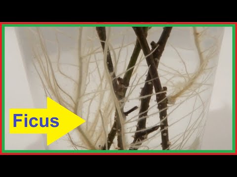 Stecklinge von einem Ficus einpflanzen