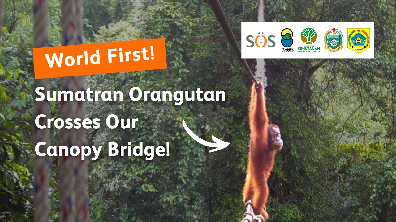 World First! Sumatran Orangutan Uses Canopy Bridge to Overcome Forest Fragmentation - YouTube