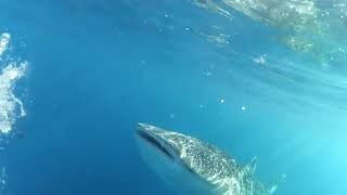 preview picture of video 'Whale shark HIU PAUS GORONTALO'