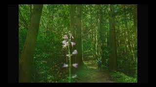 蓮華升麻：羽黒山梵天歩道斜面