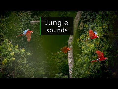 Amazon rainforest waking up - Jungle soundscape
