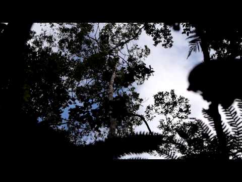 "singing" Indri Indri