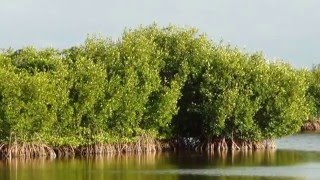 Florida Nature (Merritt Island National Wildlife Refuge/ Panyes Prairie)