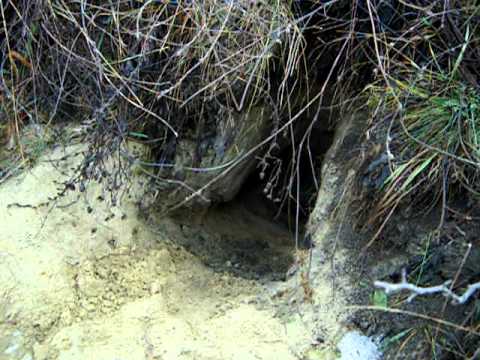 CIORTESTI   CATINA 011