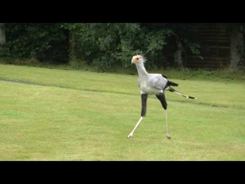 Secretary bird walking around