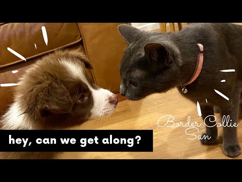 Dog & Cats - Introducing A Puppy To Our Cats - Can we Get Along? - ボーダーコリー Border Collie Puppy SAN