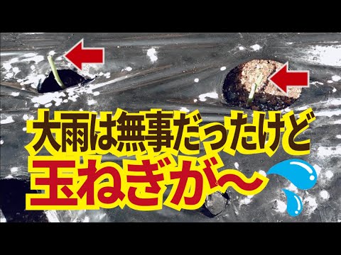 桃の木をアブラムシに対して自然に処理するにはどうすればよいですか?私の祖父母が果樹に使っている5つの治療法  庭園