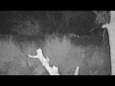 Djuma: Genet on dam wall - 01:56 - 08/24/20