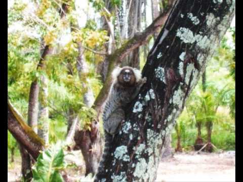 Cristais - Los Baganas