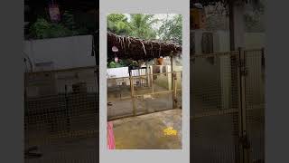 Support  the stray animals #save animals🙏🙏