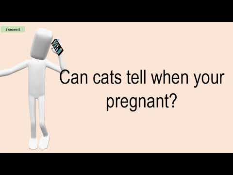 Can Cats Tell When Your Pregnant?