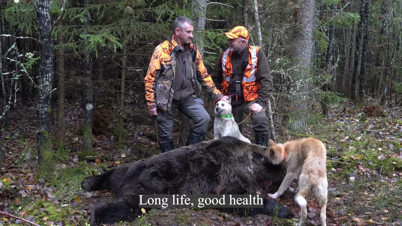 Самый крупный медведь сезона