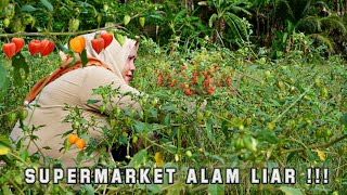 Download lagu Gak Perlu Beli || Buah Segar & Manis Tinggal Ambil Dialam Secara Gratis mp3 Download lagu Gak Perlu Beli || Buah Segar & Manis Tinggal Ambil Dialam Secara Gratis mp3