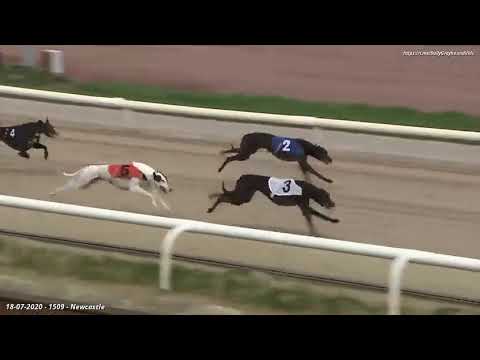 ALNWICK MATT Trap 3 wins A3 at Newcastle on 18th July 2020