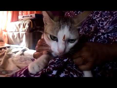 CUTE CAT PRINCESS??!