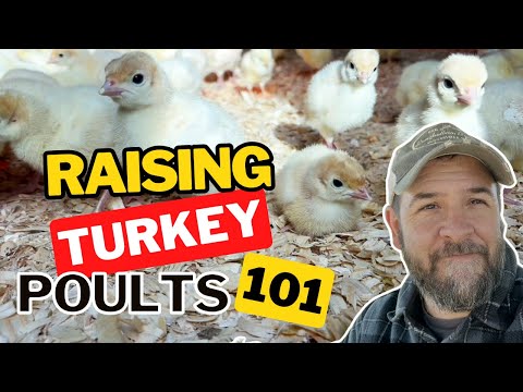 Brooding Turkey Poults: Essential Tips for Success on Your Farm or Homestead!
