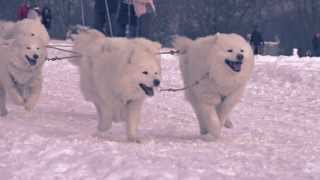 preview picture of video 'Oberharzer Schlittenhunde Adventure 2013 in Clausthal-Zellerfeld'