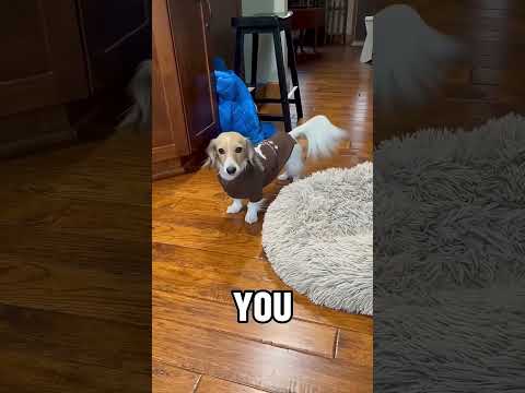 Dogs vs Vacuum Cleaners&hellip; Absolute War 😂