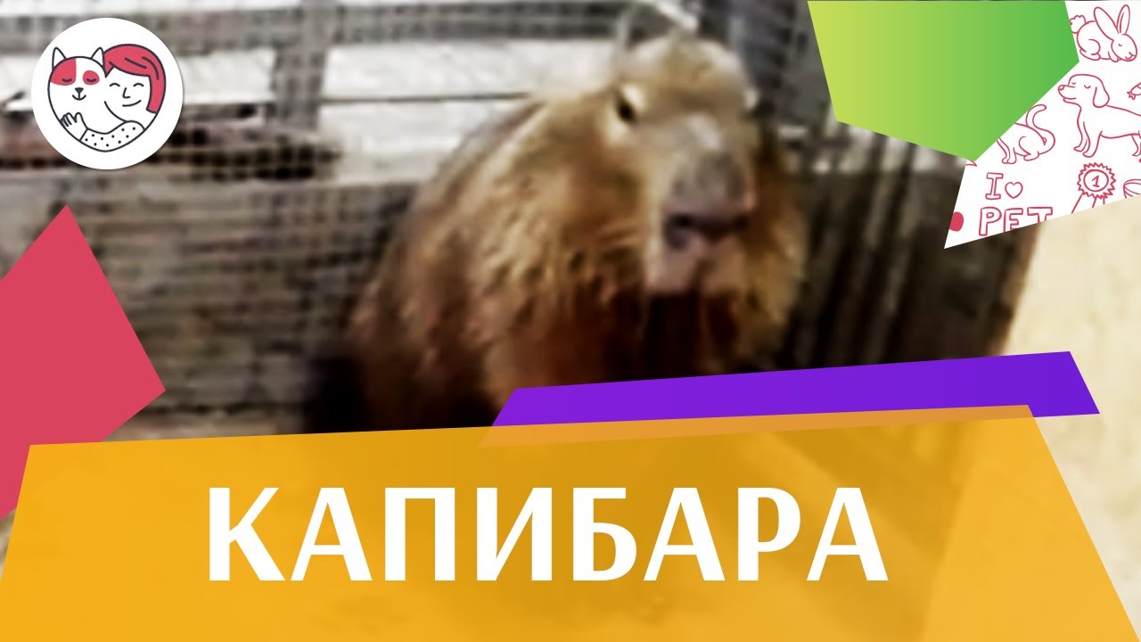 Капибара Привычки и характер на ilikepet