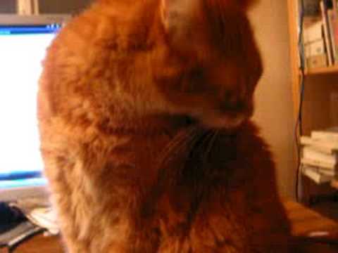 Sparky limpiandose 1