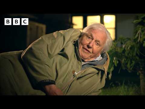 Sir David Attenborough trimite un arici pe drumul său 🦔 | Londra sălbatică - BBC