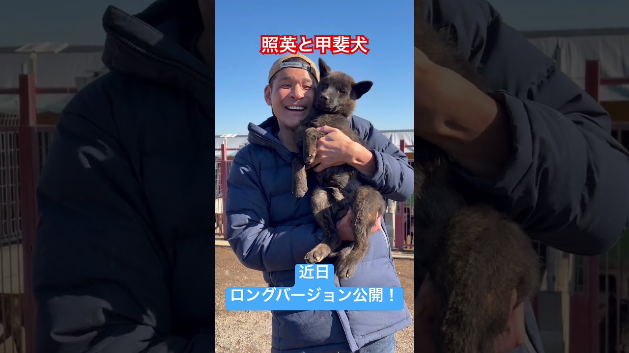 照英がかわいい甲斐犬と出会った！#照英　#愛犬 #犬のいる生活 #甲斐犬 #日本犬 #もふもふ