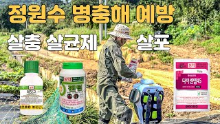 정원수 각종 병충해 방제 나무 지키기 깍지벌레 응애 진딧물 나방류 탄저병 잎마름병