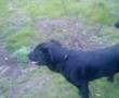 Hund Hund Imellem
