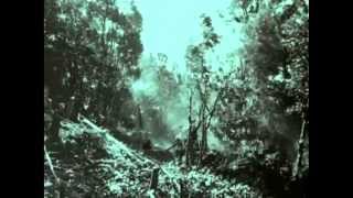 The Nukes - Last Kauri